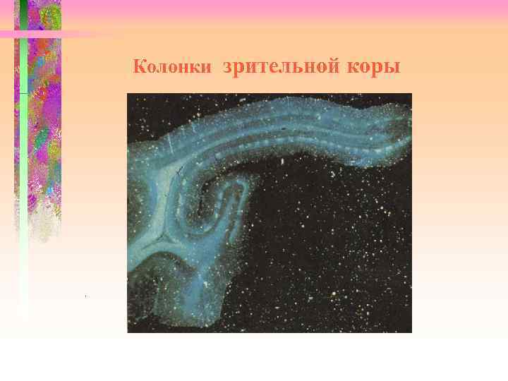 Колонки зрительной коры . 