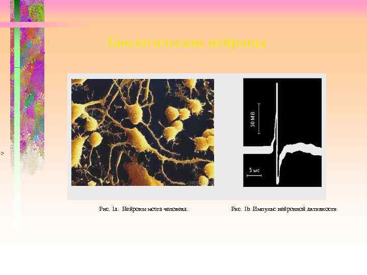 . Биологические нейроны Рис. 1 a. Нейроны мозга человека. Рис. 1 b. Импульс нейронной