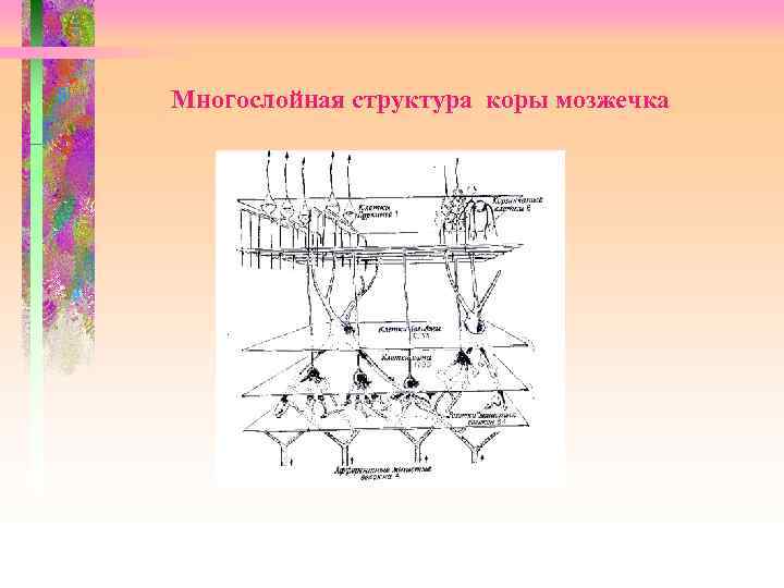  Многослойная структура коры мозжечка 