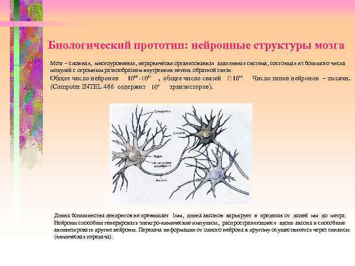 Биологический прототип: нейронные структуры мозга Мозг – сложная, многоуровневая, иерархически организованная адаптивная система, состоящая