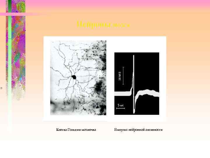 . Нейроны мозга Клетка Гольджи мозжечка Импульс нейронной активности 