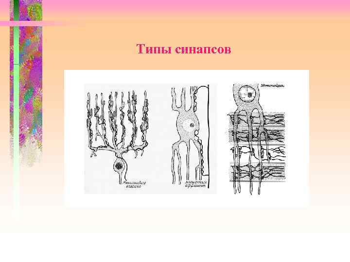 Типы синапсов 