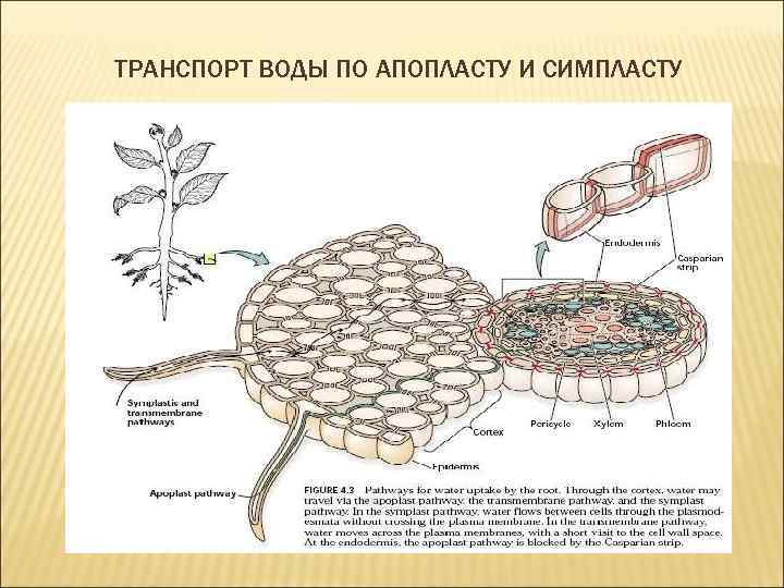 Симпластный апопластный вакуолярный пути транспорта веществ и их значение презентация