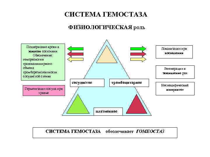 СИСТЕМА ГЕМОСТАЗА ФИЗИОЛОГИЧЕСКАЯ роль Поддержание крови в жидком состоянии Обеспечение: гемореологии транскапиллярного обмена тромборезистентности