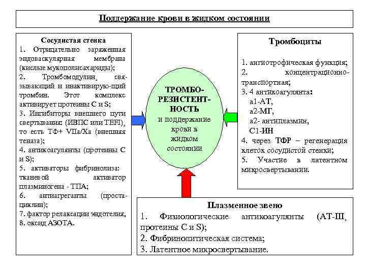 Поддержание крови в жидком состоянии Сосудистая стенка 1. Отрицательно заряженная эндоваскулярная мембрана (кислые мукополисахариды);