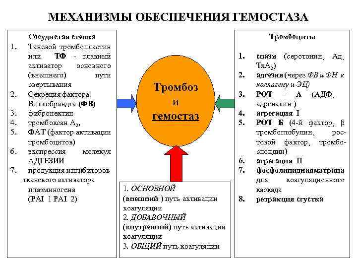 МЕХАНИЗМЫ ОБЕСПЕЧЕНИЯ ГЕМОСТАЗА Сосудистая стенка 1. Таневой тромбопластин или ТФ - главный активатор основного