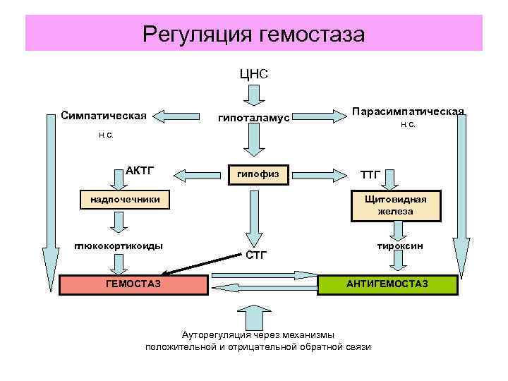 СИСТЕМА ГЕМОСТАЗА ФИЗИОЛОГИЧЕСКАЯ роль Поддержание крови в жидком