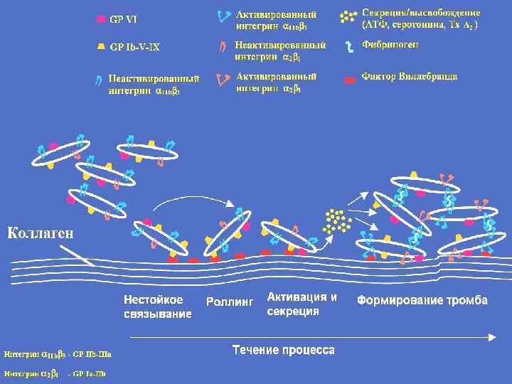 Система гемостаза презентация