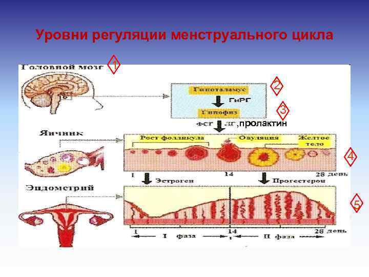 Схема регуляции менструационного цикла