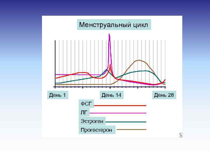 Менструальный цикл День 14 ФСГ ЛГ Эстроген Прогестерон День 28 
