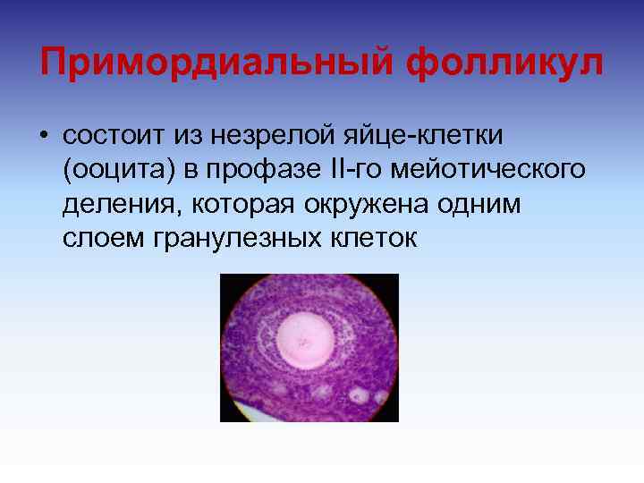 Примордиальный фолликул • состоит из незрелой яйце клетки (ооцита) в профазе II го мейотического