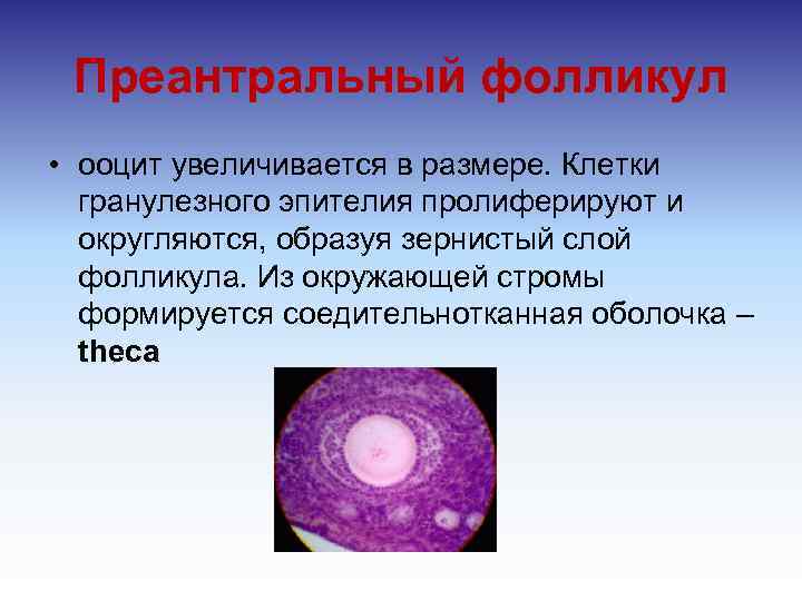 Преантральный фолликул • ооцит увеличивается в размере. Клетки гранулезного эпителия пролиферируют и округляются, образуя
