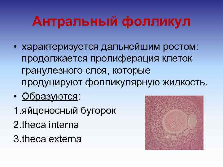 Антральный фолликул • характеризуется дальнейшим ростом: продолжается пролиферация клеток гранулезного слоя, которые продуцируют фолликулярную