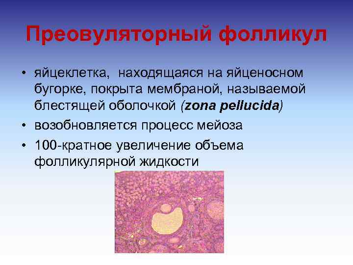 Преовуляторный фолликул • яйцеклетка, находящаяся на яйценосном бугорке, покрыта мембраной, называемой блестящей оболочкой (zona