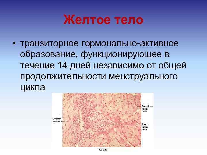 Желтое тело • транзиторное гормонально активное образование, функционирующее в течение 14 дней независимо от