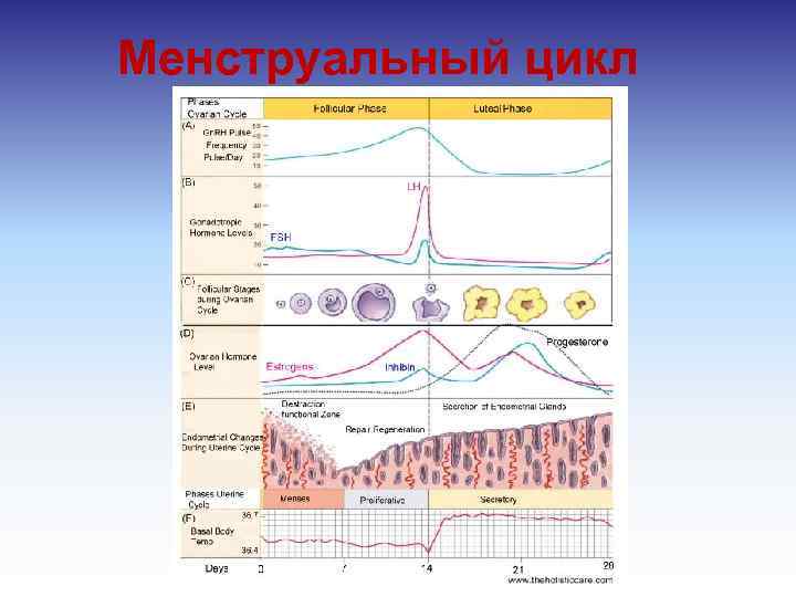 Менструальный цикл 