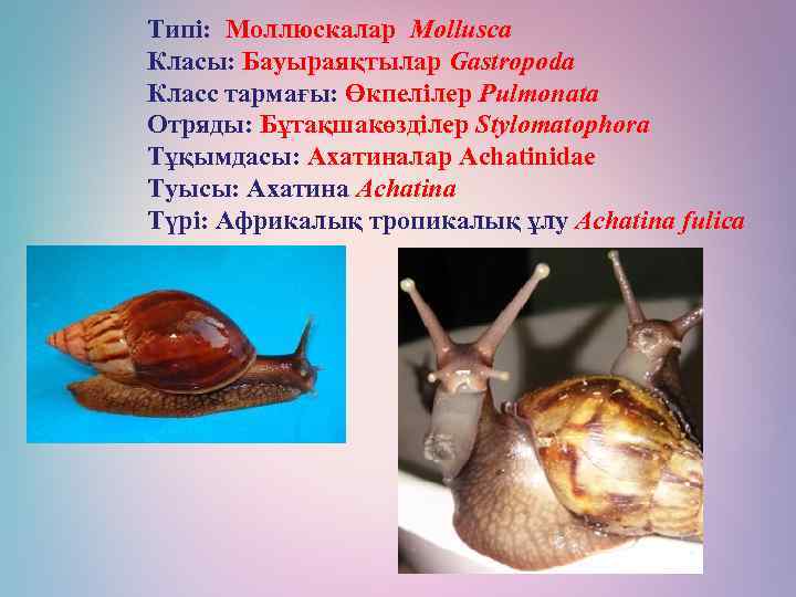 Типі: Моллюскалар Mollusca Класы: Бауыраяқтылар Gastropoda Класс тармағы: Өкпелілер Pulmonata Отряды: Бұтақшакөзділер Stylomatophora Тұқымдасы: