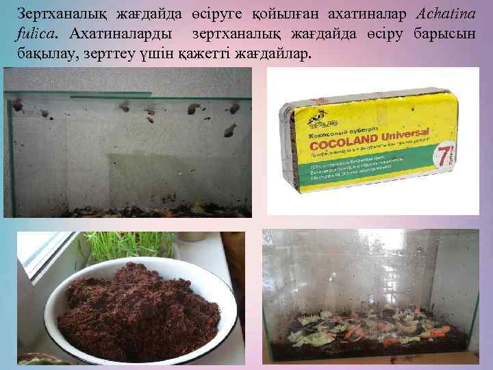 Зертханалық жағдайда өсіруге қойылған ахатиналар Achatina fulica. Ахатиналарды зертханалық жағдайда өсіру барысын бақылау, зерттеу