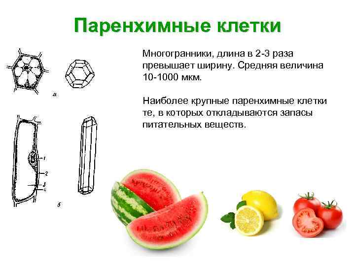 Паренхимные клетки Многогранники, длина в 2 3 раза превышает ширину. Средняя величина 10 1000