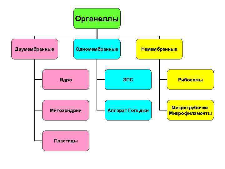 Схема органоиды одномембранные двумембранные немембранные