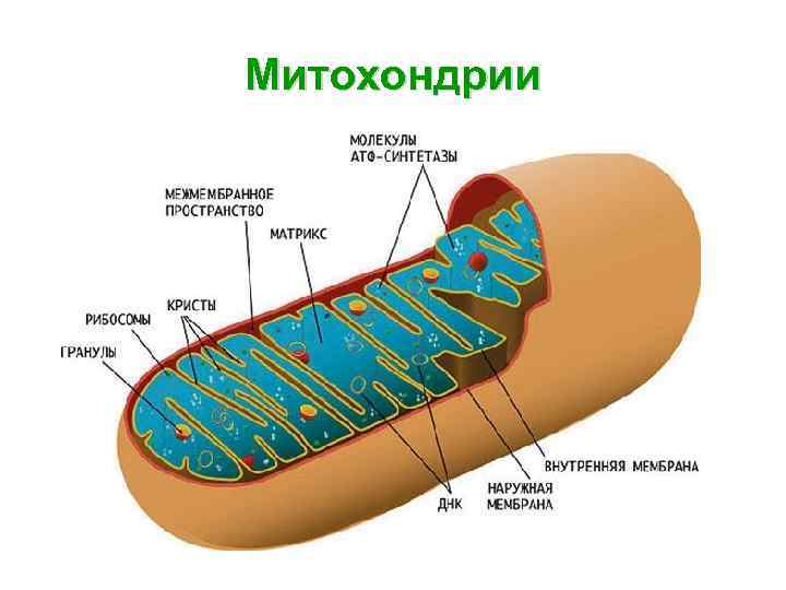 Митохондрии 