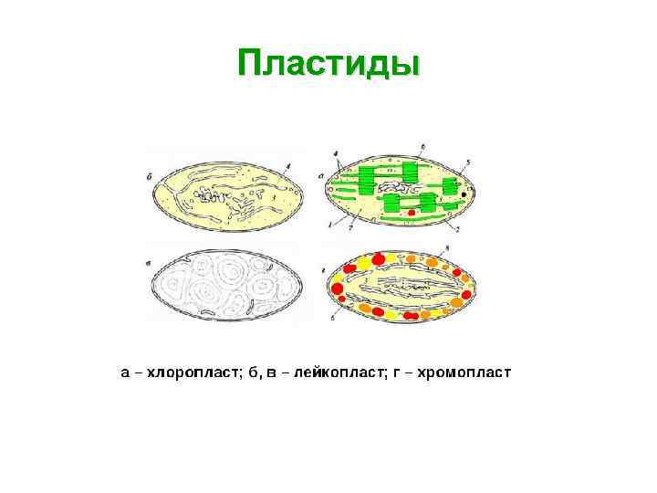 Пластиды 