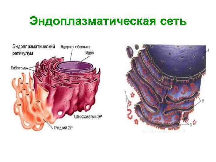 Эндоплазматическая сеть 