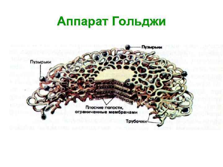 Аппарат Гольджи 