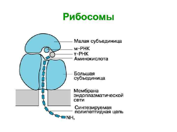 Рибосомы 