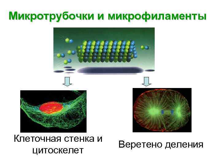 Микротрубочки и микрофиламенты Клеточная стенка и цитоскелет Веретено деления 