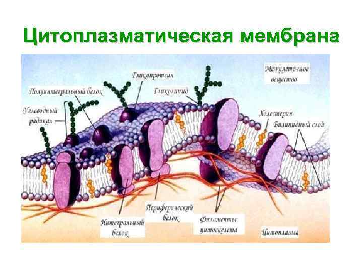 Цитоплазматическая мембрана 