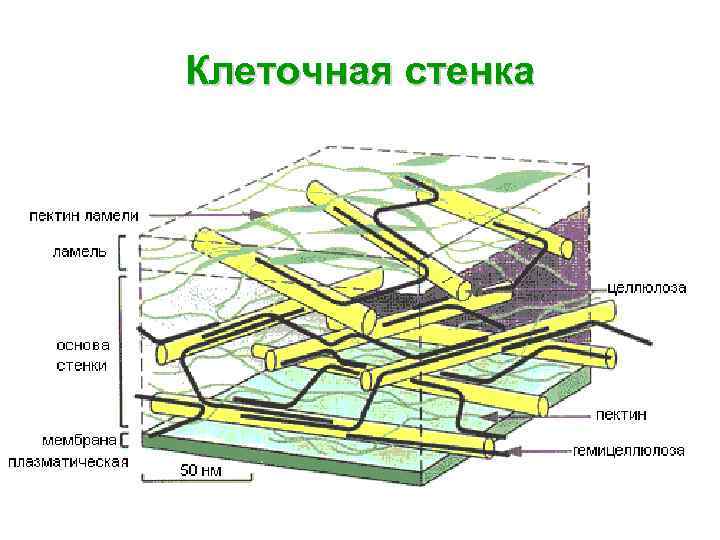 Клеточная стенка 