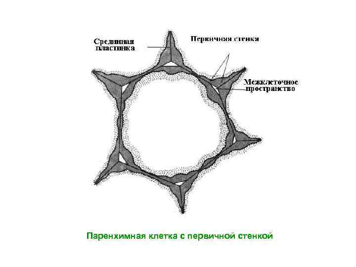 Паренхимная клетка с первичной стенкой 