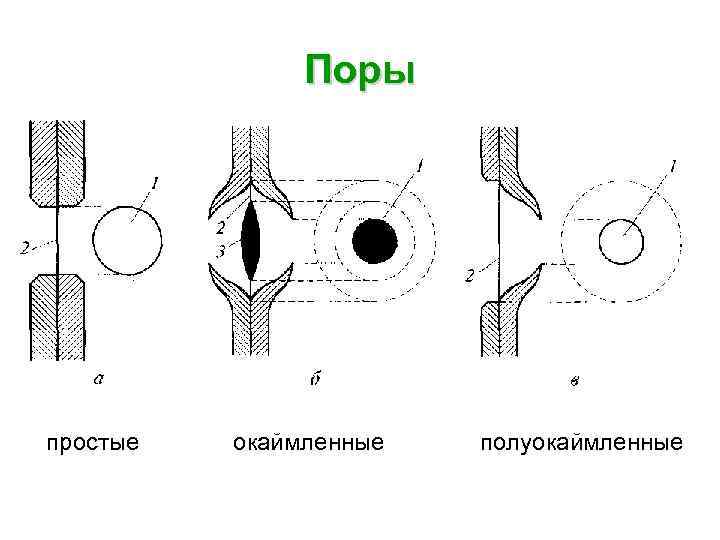 Поры простые окаймленные полуокаймленные 