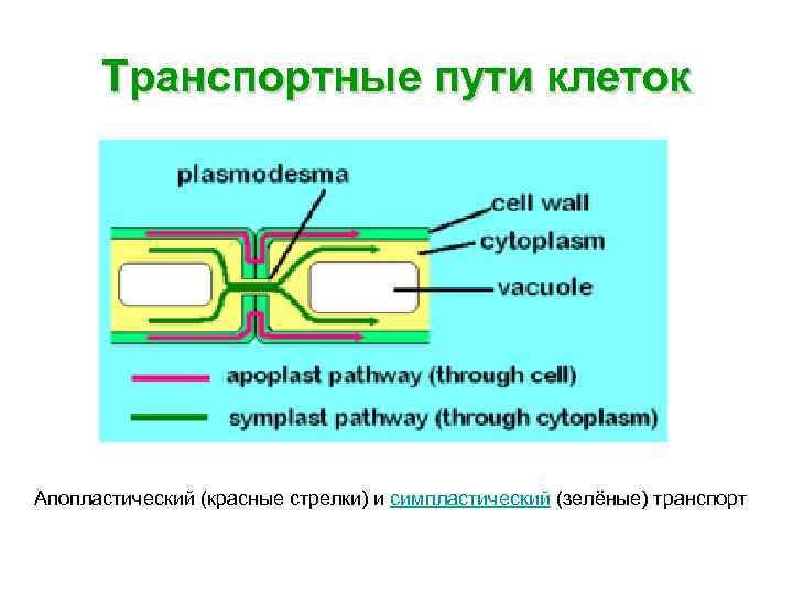 Транспортные пути клеток Апопластический (красные стрелки) и симпластический (зелёные) транспорт 