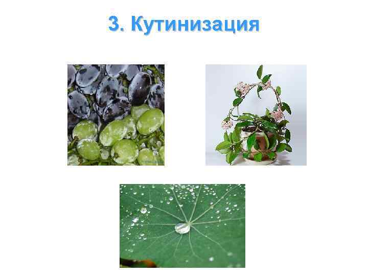 3. Кутинизация 