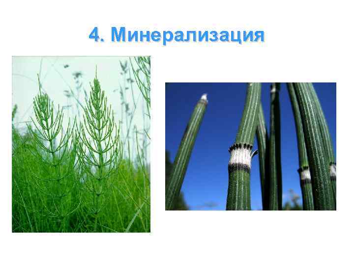 4. Минерализация 