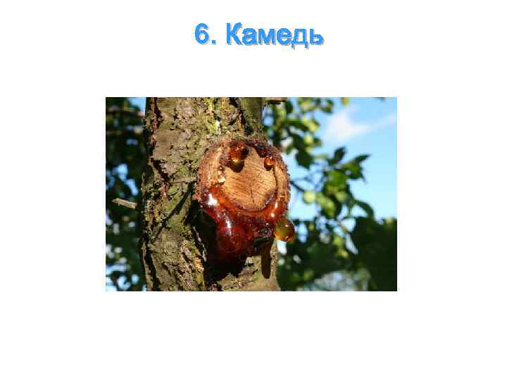 6. Камедь 