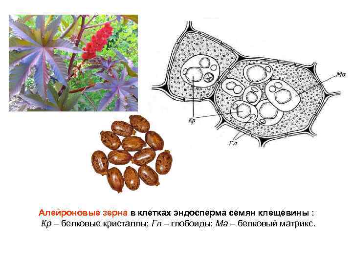 Алейроновые зерна в клетках эндосперма семян клещевины : Кр – белковые кристаллы; Гл –