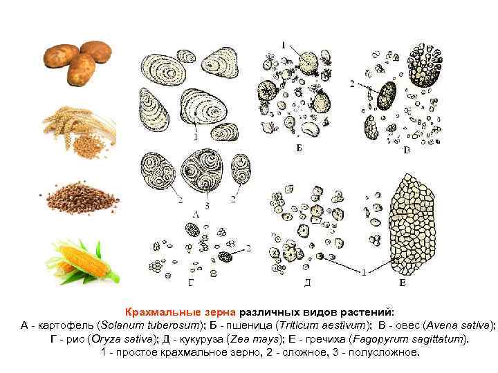 Крахмальные зерна различных видов растений: А картофель (Solanum tuberosum); Б пшеница (Triticum aestivum); В