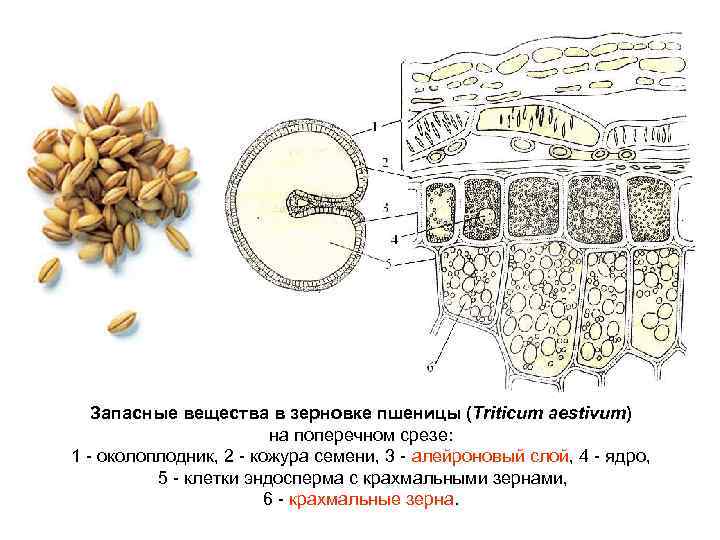 Запасные вещества в зерновке пшеницы (Triticum aestivum) на поперечном срезе: 1 околоплодник, 2 кожура