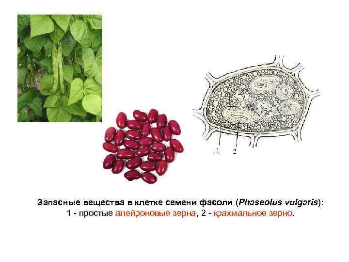 Запасными веществами растений являются. Алейроновые зерна семя фасоли. Запасные вещества семени. Запасное вещество клеток. Запасные вещества клетки.