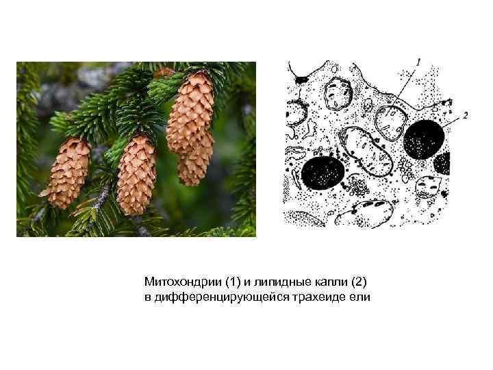 Митохондрии (1) и липидные капли (2) в дифференцирующейся трахеиде ели 
