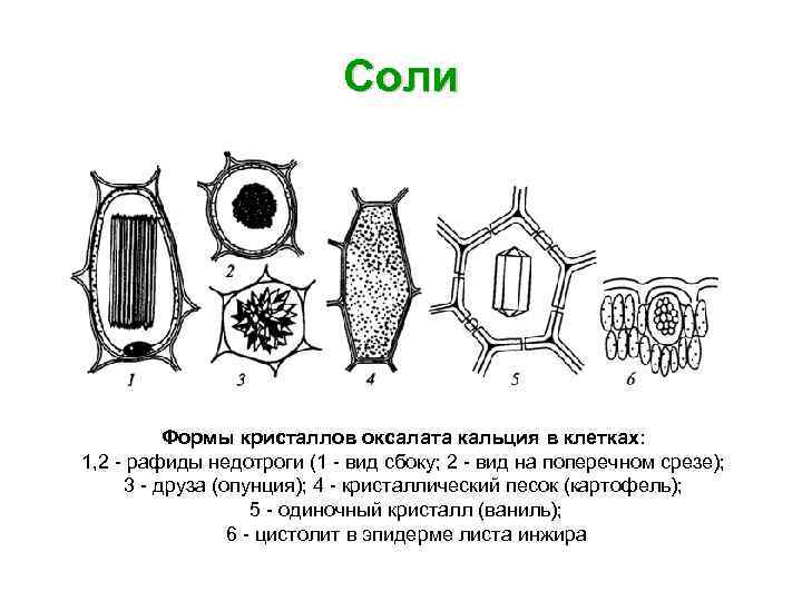Соли Формы кристаллов оксалата кальция в клетках: 1, 2 рафиды недотроги (1 вид сбоку;