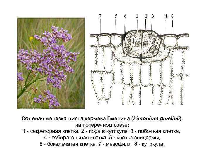 Солевая железка листа кермека Гмелина (Limonium gmelinii) на поперечном срезе: 1 секреторная клетка, 2