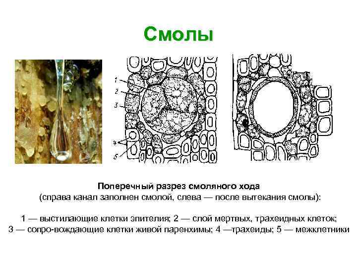 Смолы Поперечный разрез смоляного хода (справа канал заполнен смолой, слева — после вытекания смолы):