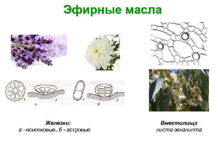 Эфирные масла Железки: а –яснотковые, б - астровые Вместилища листа эвкалипта 