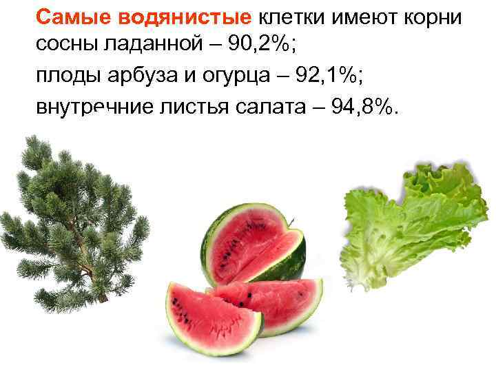  Самые водянистые клетки имеют корни сосны ладанной – 90, 2%; плоды арбуза и