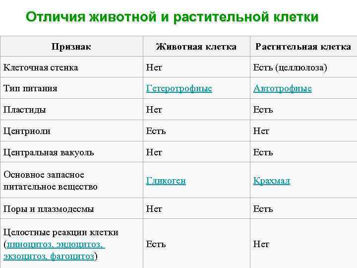 Отличия животной и растительной клетки Признак Животная клетка Растительная клетка Клеточная стенка Нет Есть