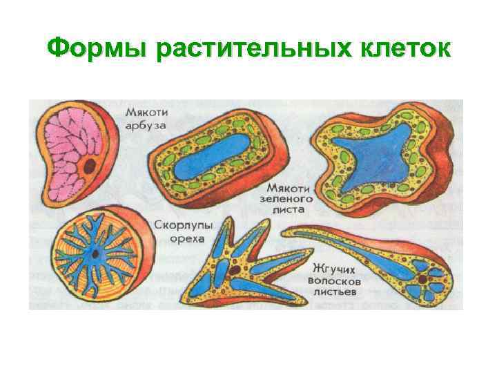 Формы растительных клеток 